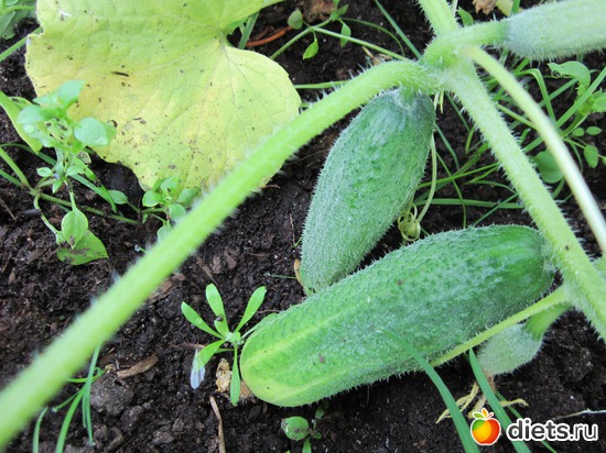 39 ����: ��� ����