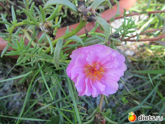 40 ����: ��� ����