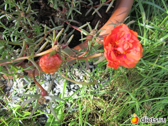 41 ����: ��� ����