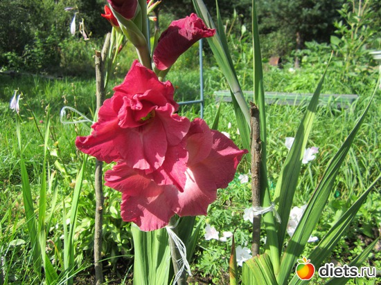 42 ����: ��� ����