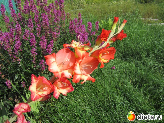 44 ����: ��� ����