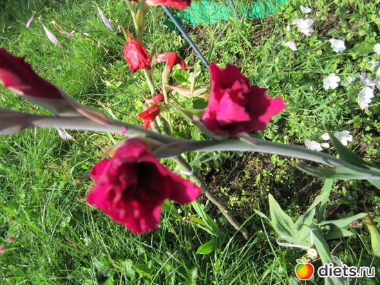 46 ����: ��� ����