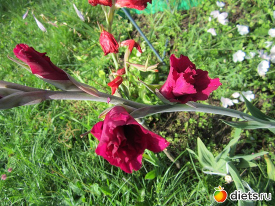 47 фото: Моя дача