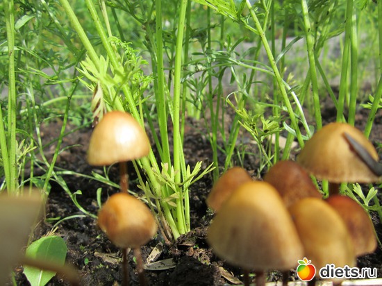 48 ����: ��� ����