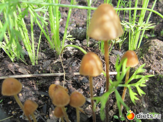 49 ����: ��� ����