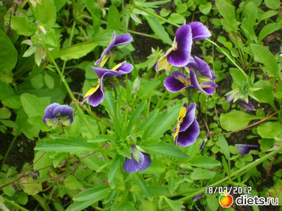 17 фото: цветы