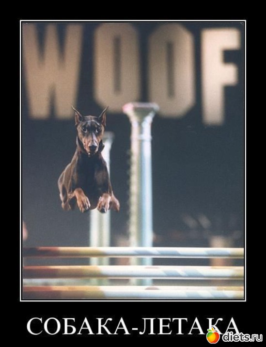 6 фото: Такие разные звери....