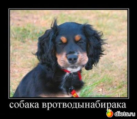 12 фото: Такие разные звери....