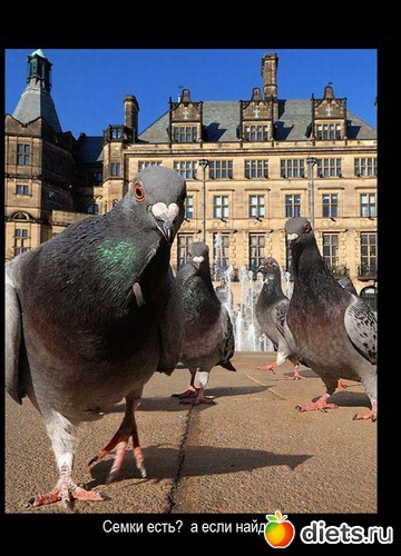 13 фото: Такие разные звери....