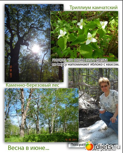 Лес в июне, альбом: Лето на Камчатке