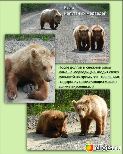 Мишки-попрошайки, альбом: Лето на Камчатке