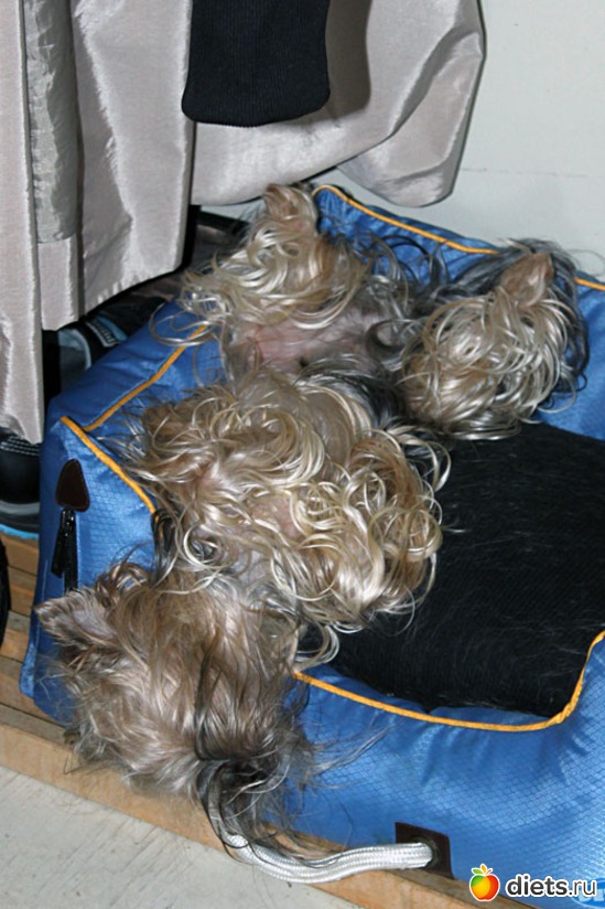 14.08.2012. Утро. Спим. Удобно!, альбом: Иногда я