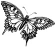    17.08  Lady-butterfly!