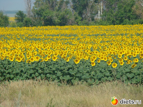 ����������, ������: ���� ����