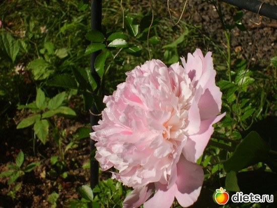 1 ����: �������� � ���� �������