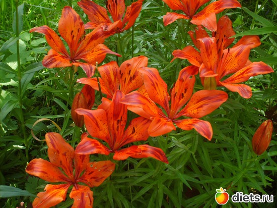 2 ����: �������� � ���� �������