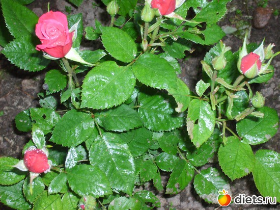 3 ����: �������� � ���� �������