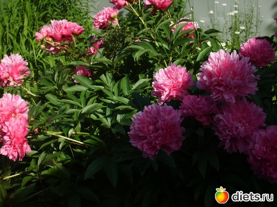 5 ����: �������� � ���� �������