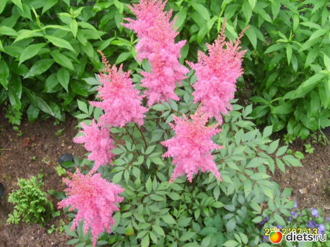 13 ����: �������� � ���� �������