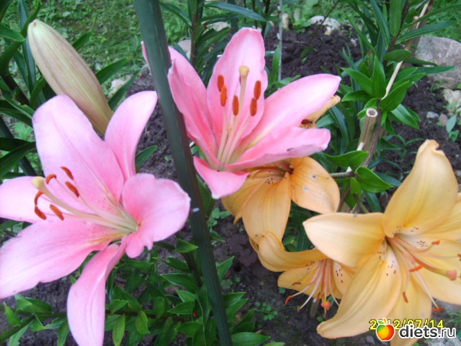 15 ����: �������� � ���� �������