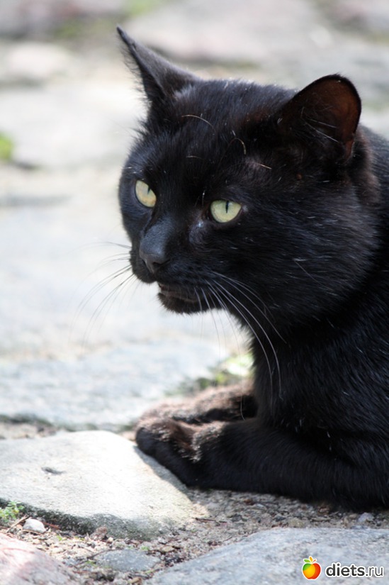 Болтун, альбом: Must Love Cats