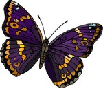    20.08  Lady-butterfly!