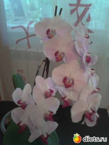 ������� ��� ���������, ������: �����