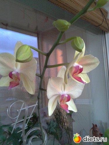 ��� ���� �������� �� �������, ������: �����