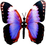    21.08  Lady-butterfly!