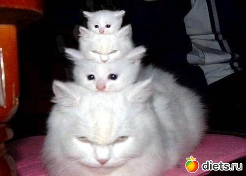 ���������� ����))))