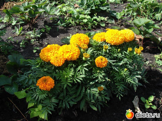 Бархатцы Спан оранжевый, альбом: наш сад