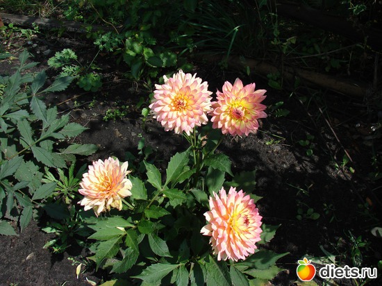 Георгин Пабло - год первый, альбом: наш сад