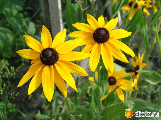 Рутбекия, альбом: наш сад