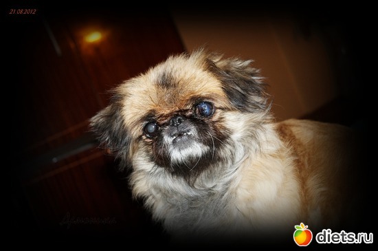 2 фото: Мои собаки