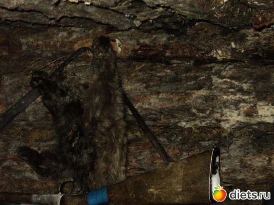 23 ����: ������