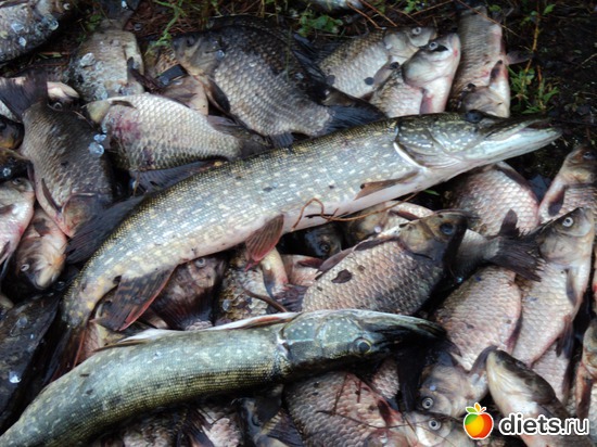 26 ����: ������