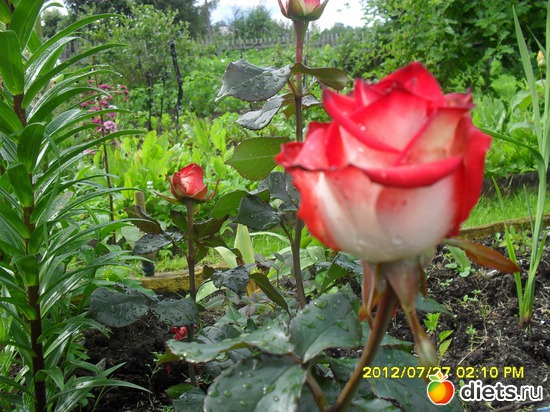 Роза розовая с белым., альбом: Цветы на даче.