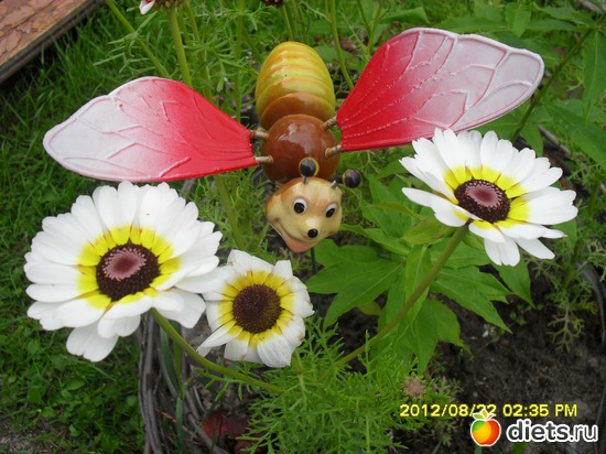 Хризантема., альбом: Цветы на даче.