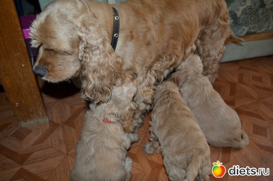 Время подкрепиться!, альбом: Верный способ похудеть!