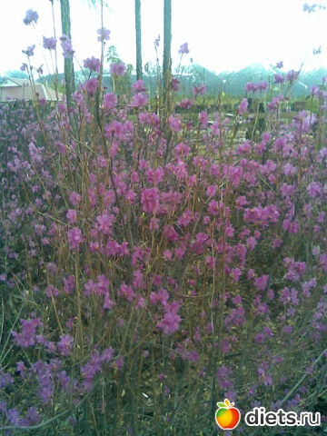 Рододендрон Даурский. Занесён в красную книгу.