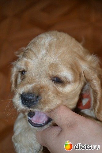 4 фото: Верный способ похудеть!