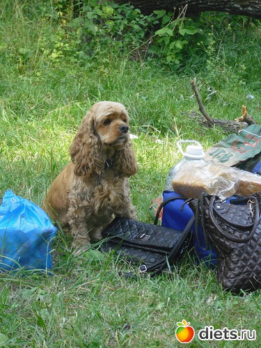 Опять я дежурная., альбом: Верный способ похудеть!