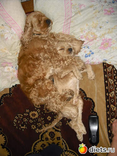 Спят наши лапушки., альбом: Верный способ похудеть!