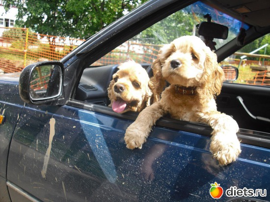 Шеф,два счетчика!, альбом: Верный способ похудеть!