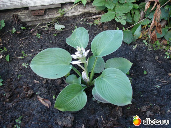 Хоста - первое лето, альбом: наш сад