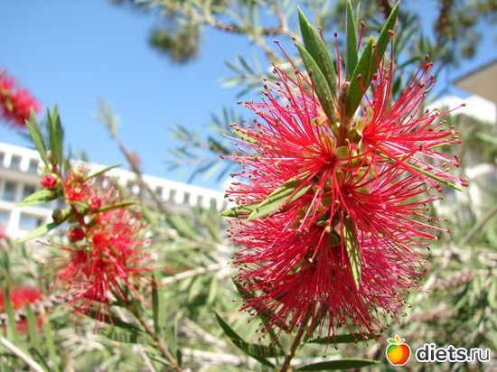 ��������, ������: ������ 2008