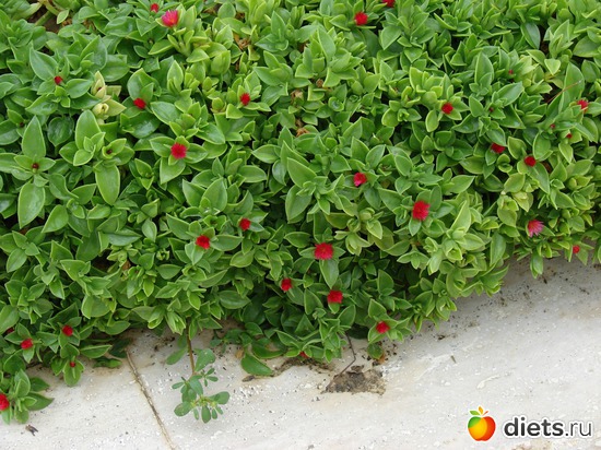 7 ����: ������ 2008