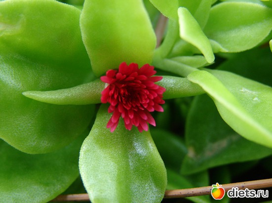 ��� �� �� ��������, �� � ������������ �����������, ������: ������ 2008