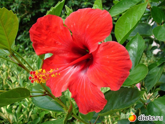 17 ����: ������ 2008