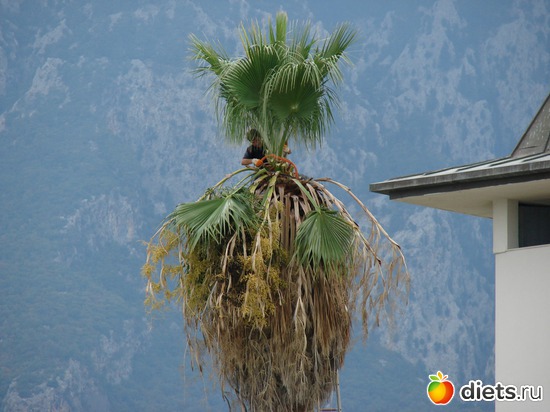 18 ����: ������ 2008